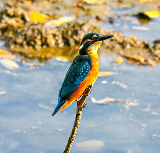 Kingfisher