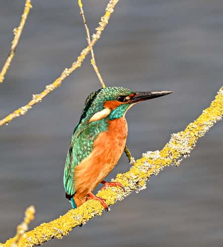 Kingfisher
