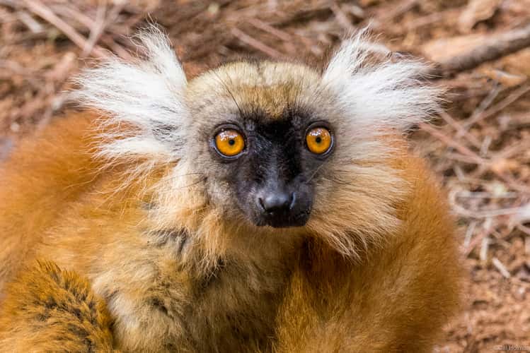 Lemur Park
