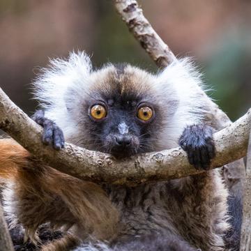 Lemur Park, Madagascar