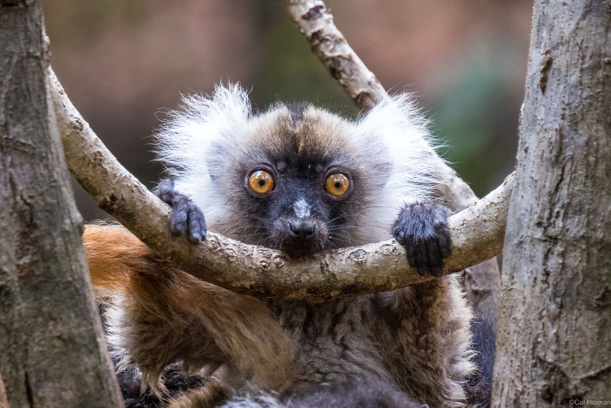Lemur Park, Madagascar