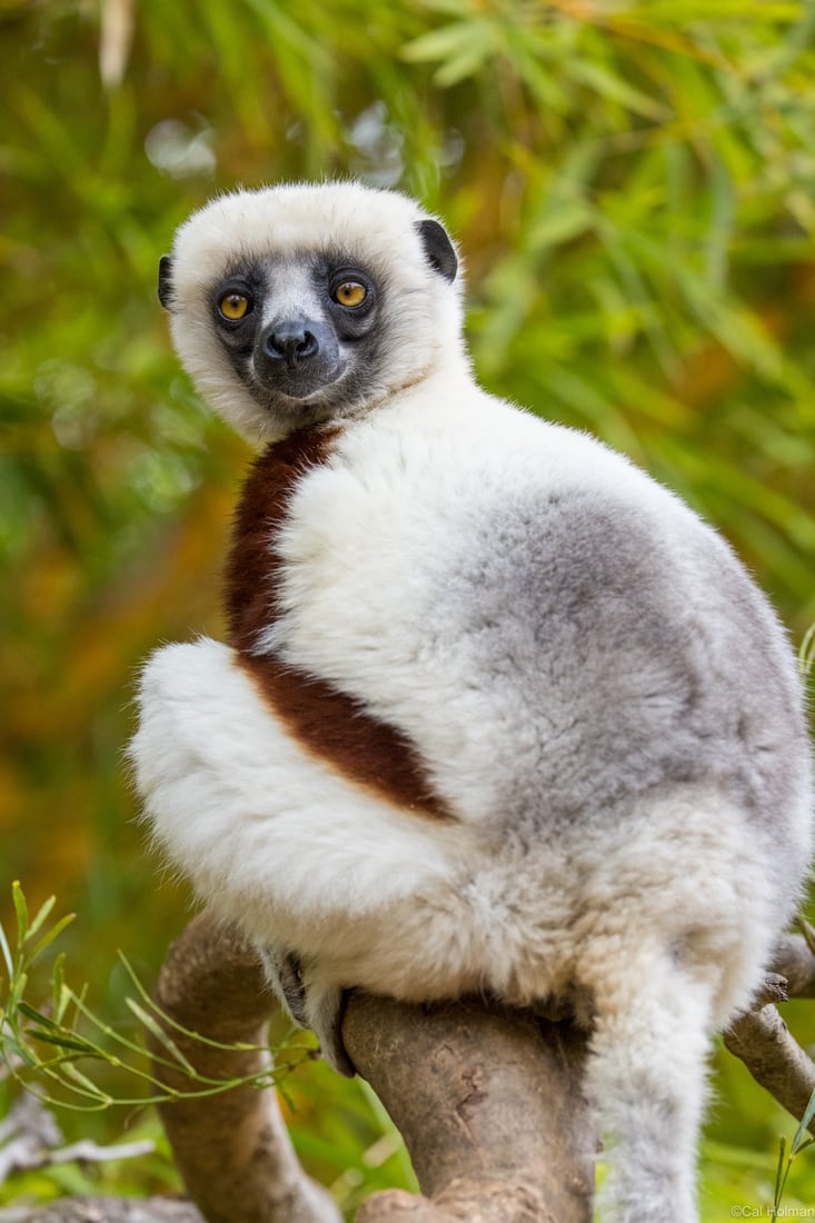 Lemur Park, Madagascar