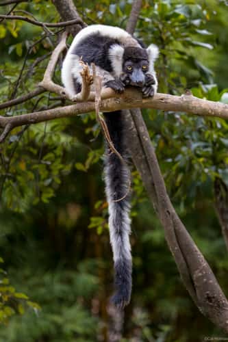 Lemur Park