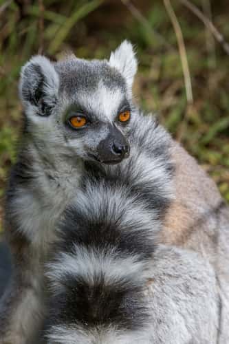 Lemur Park