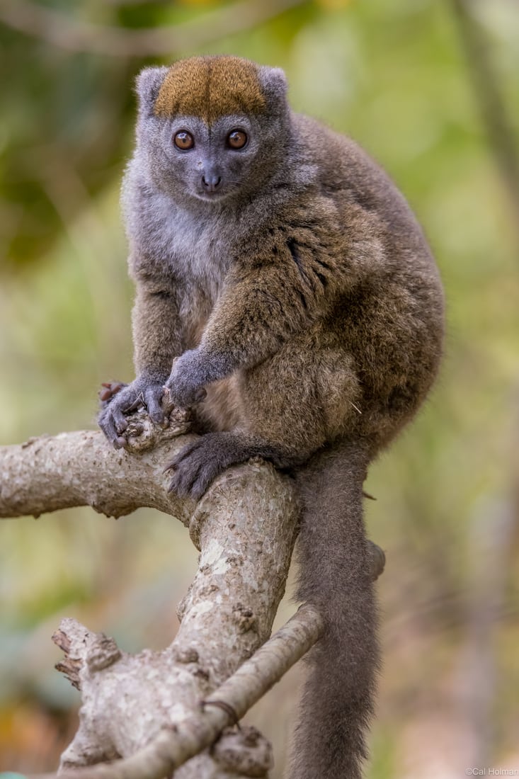 Lemur Park, Madagascar