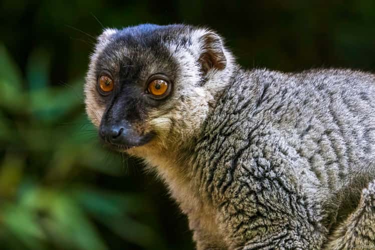 Lemur Park