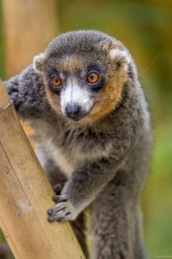 Lemur Park, Madagascar