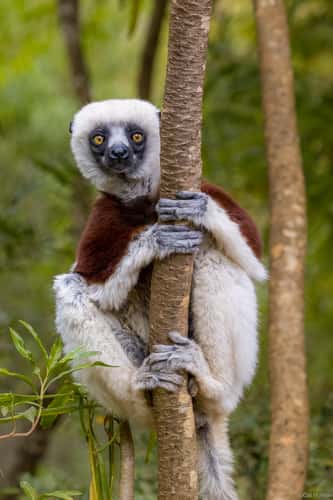 Lemur Park