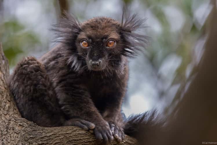 Lemur Park