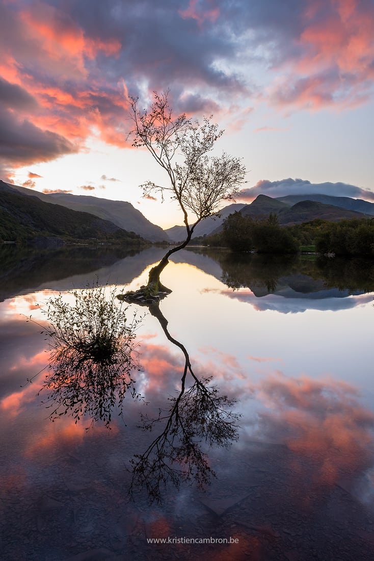 Lonely Tree Llanberis, United Kingdom