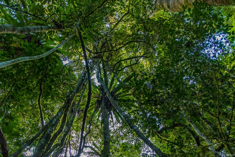 Mantadia National Park
