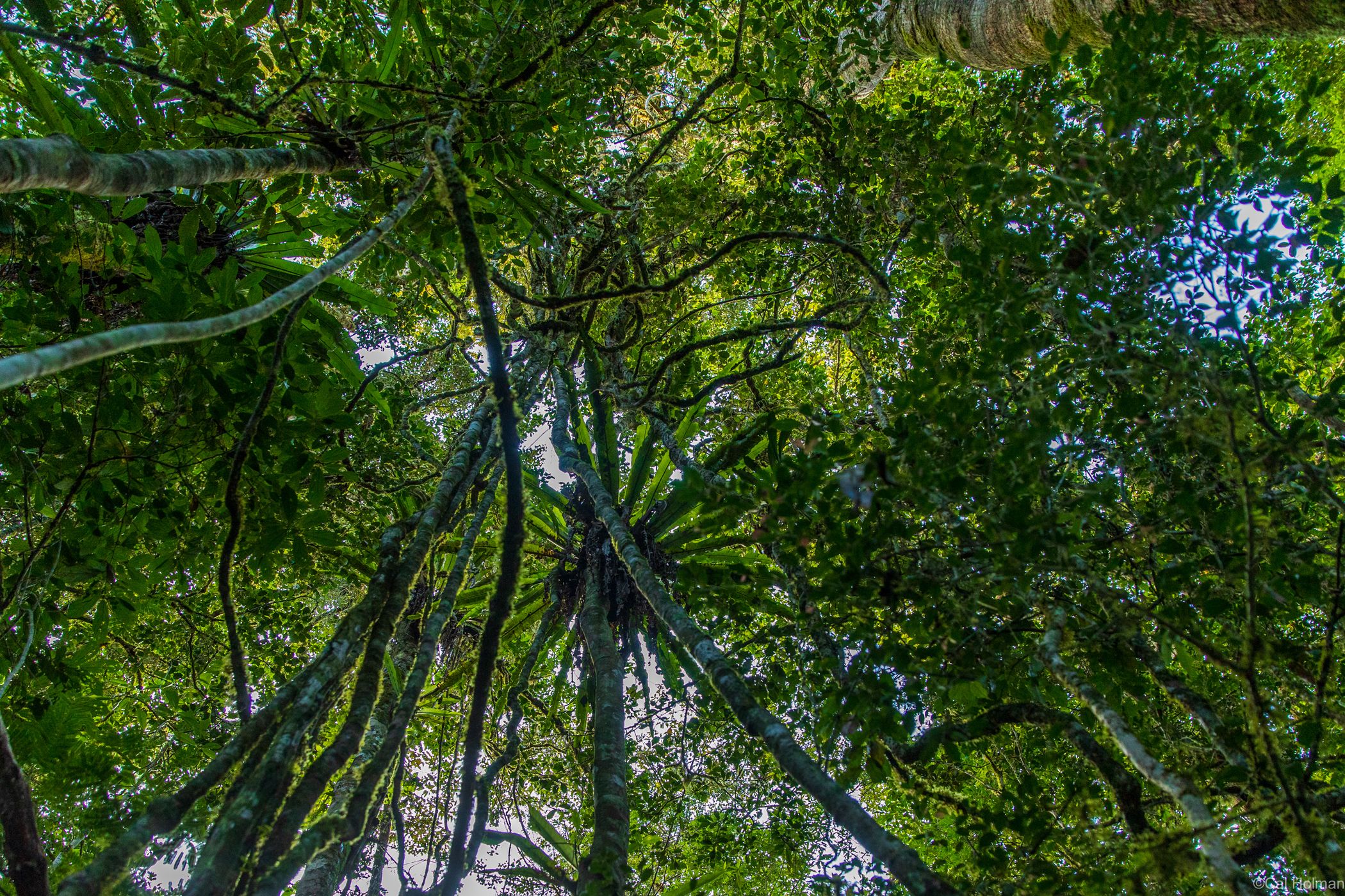 Mantadia National Park, Madagascar
