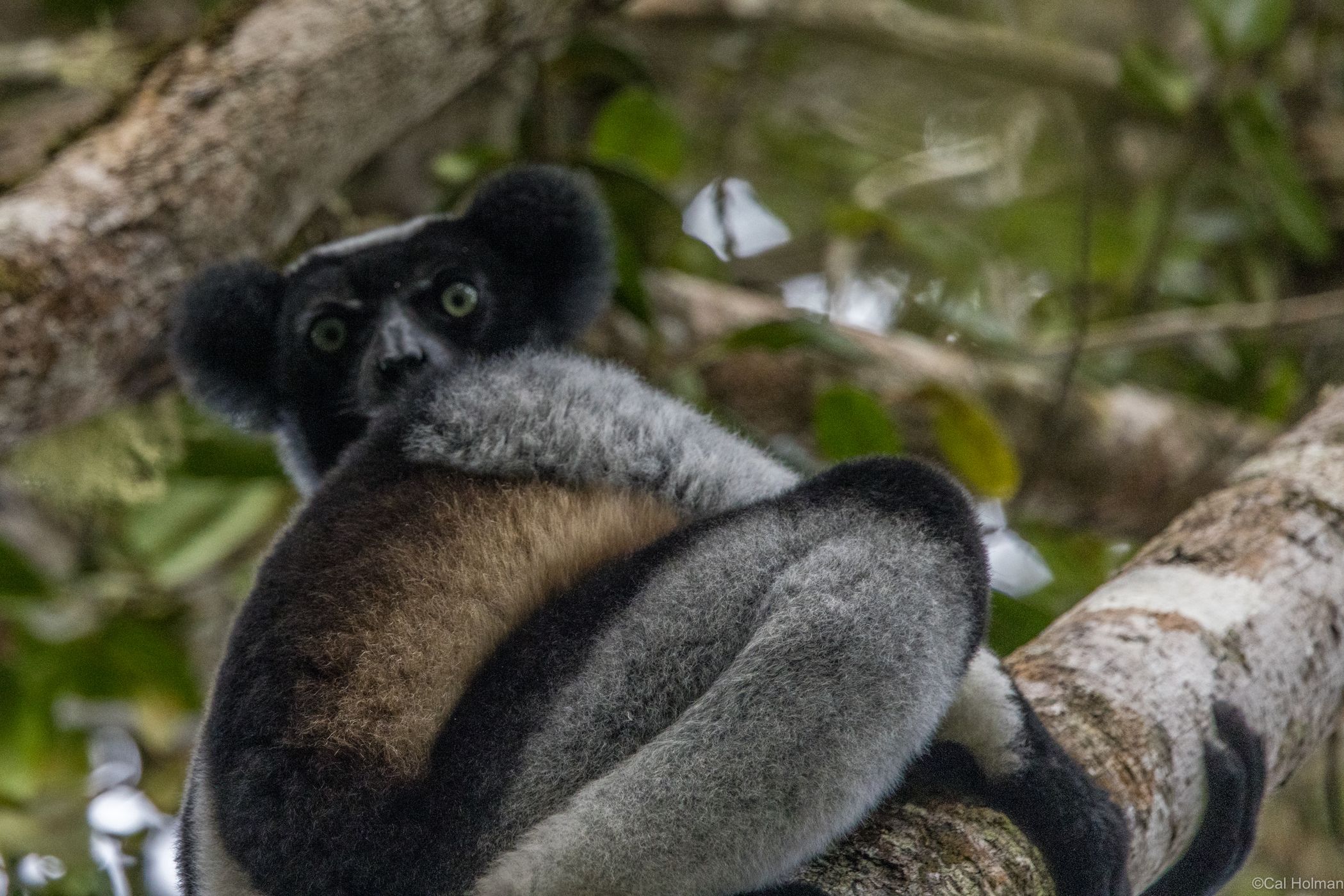 Mantadia National Park, Madagascar