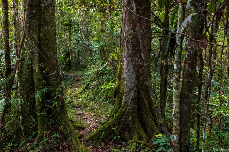 Mantadia National Park