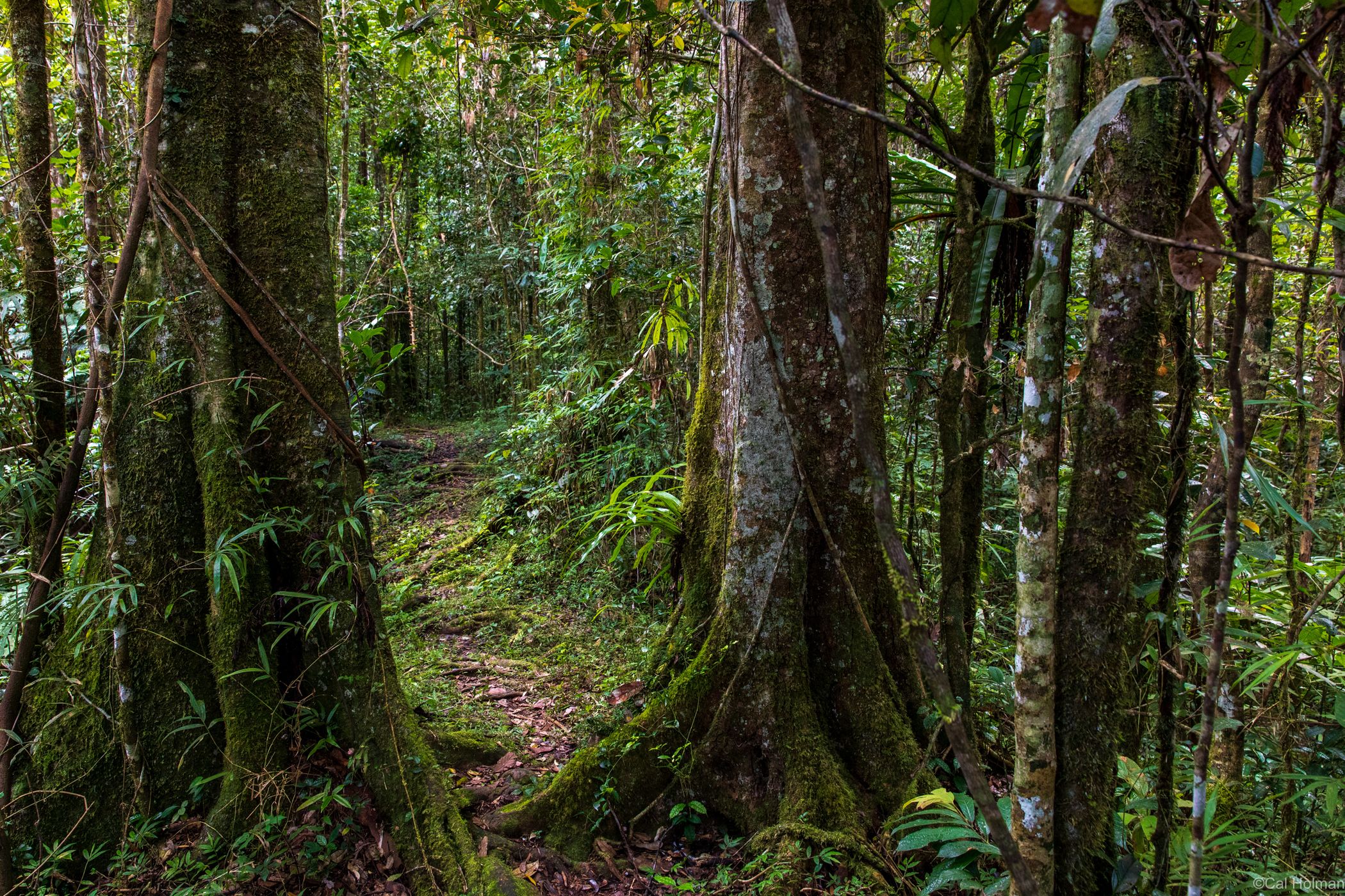 Mantadia National Park, Madagascar