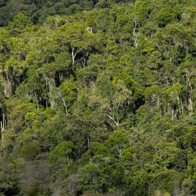 Mantadia National Park, Madagascar