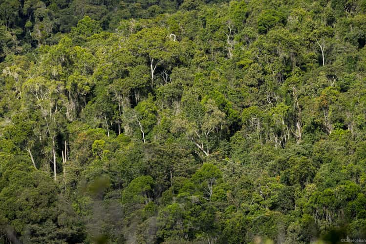 Mantadia National Park