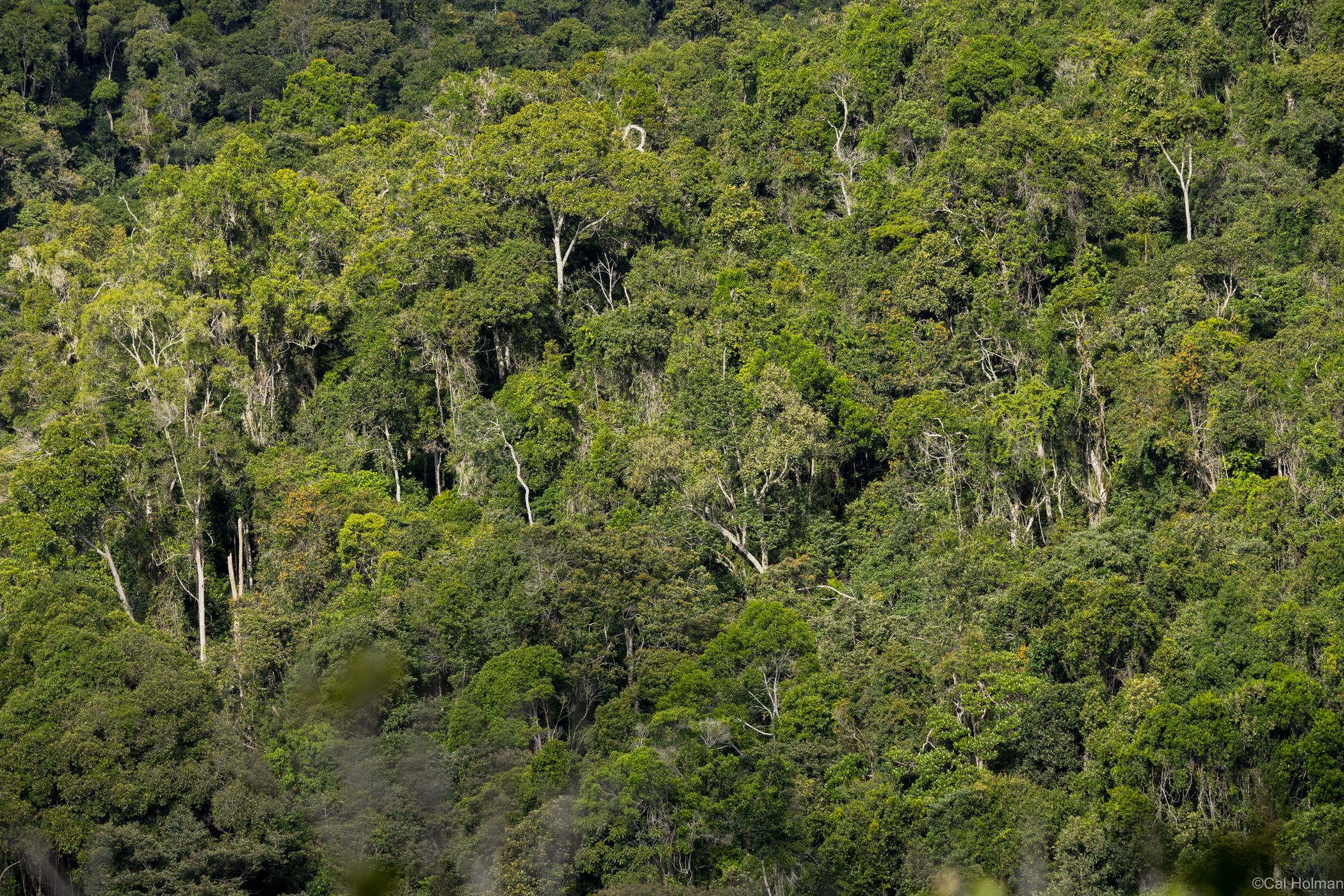 Mantadia National Park, Madagascar