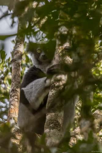 Mantadia National Park