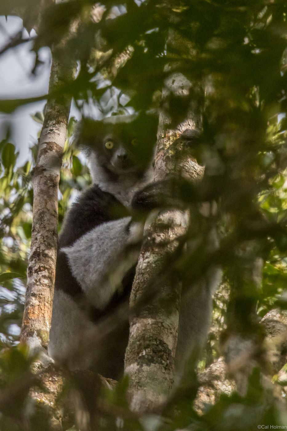 Mantadia National Park, Madagascar