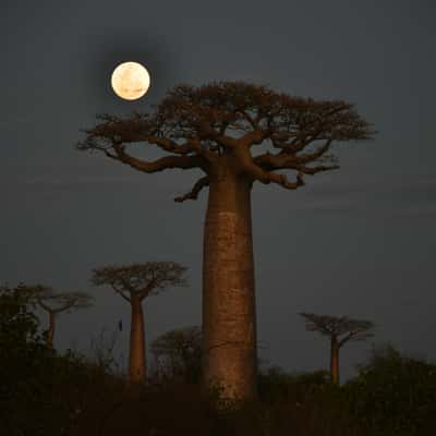 Moonlit Baobab, Madagascar