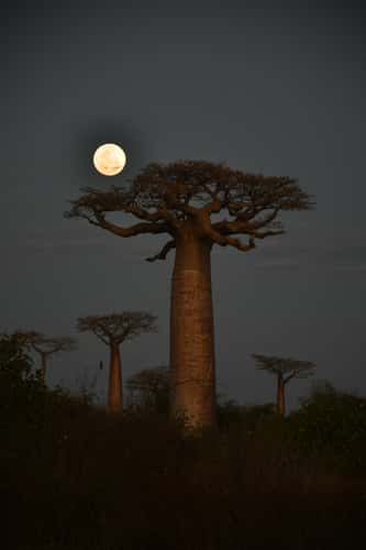 Moonlit Baobab