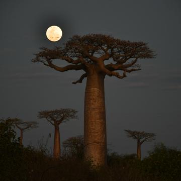 Moonlit Baobab, Madagascar