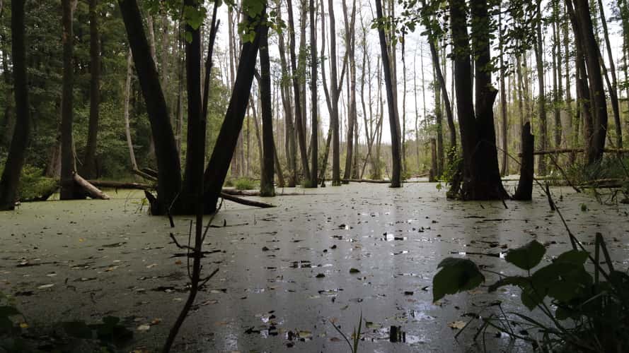 Moor at Lake Madlitz