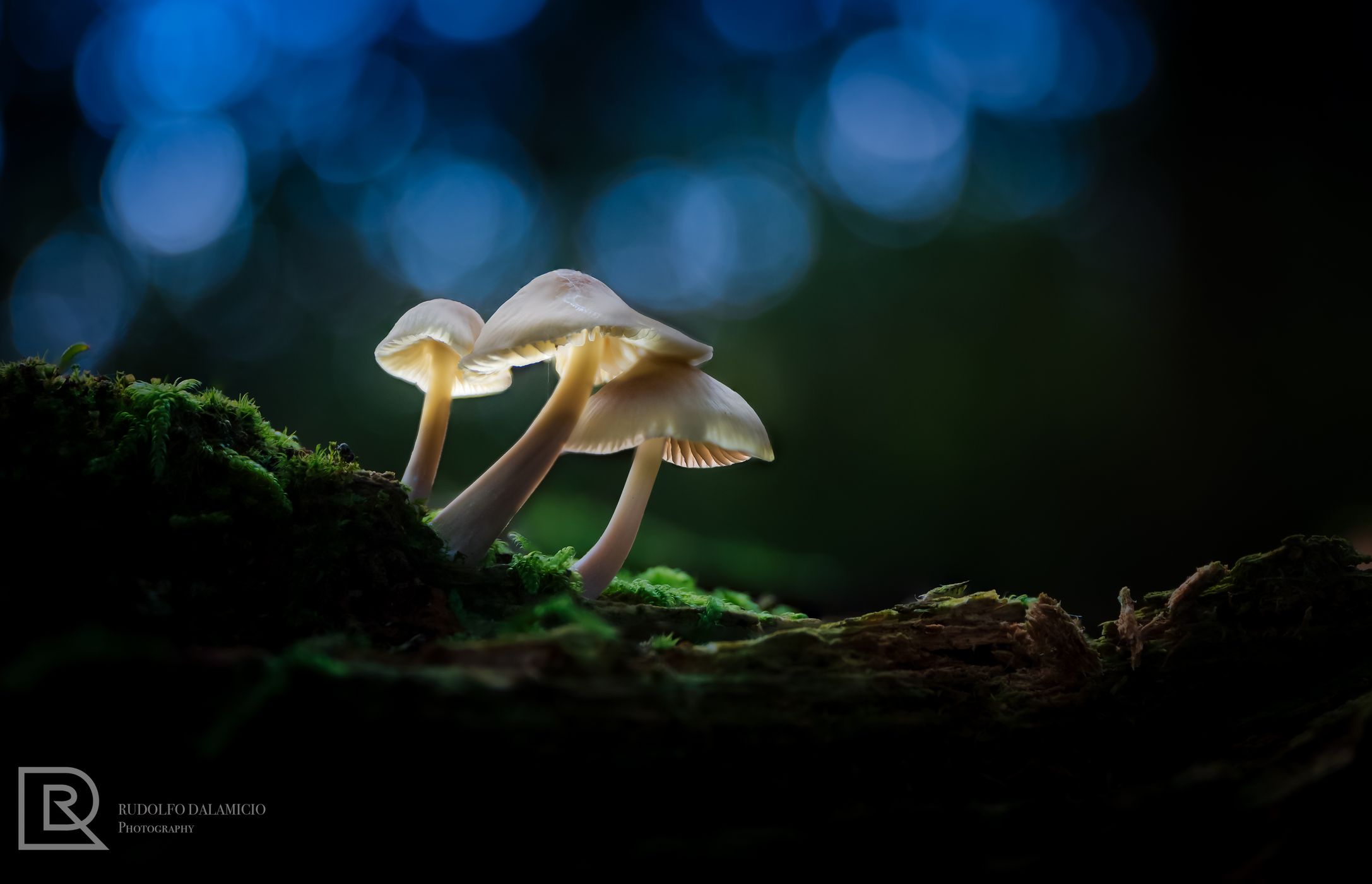 Mushroom Magic, Netherlands