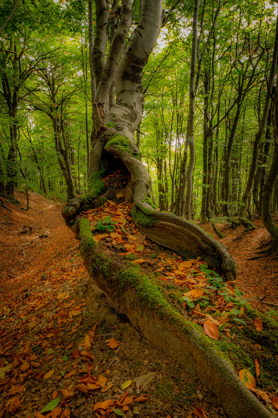 My trees, Czech Republic