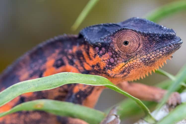 Peyrieras Reptile Reserve