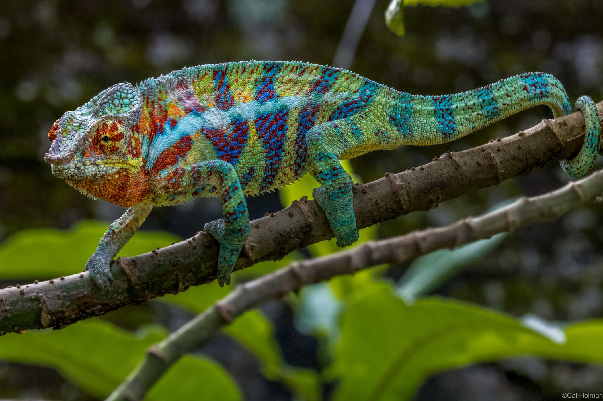 Peyrieras Reptile Reserve, Madagascar