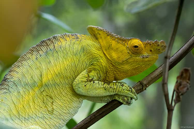 Peyrieras Reptile Reserve
