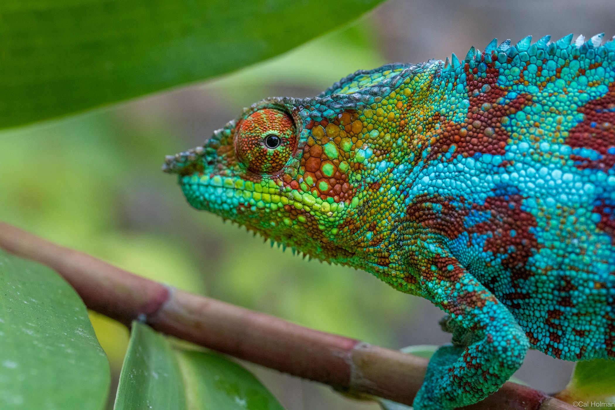 Peyrieras Reptile Reserve, Madagascar