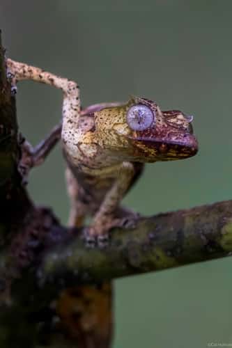 Peyrieras Reptile Reserve