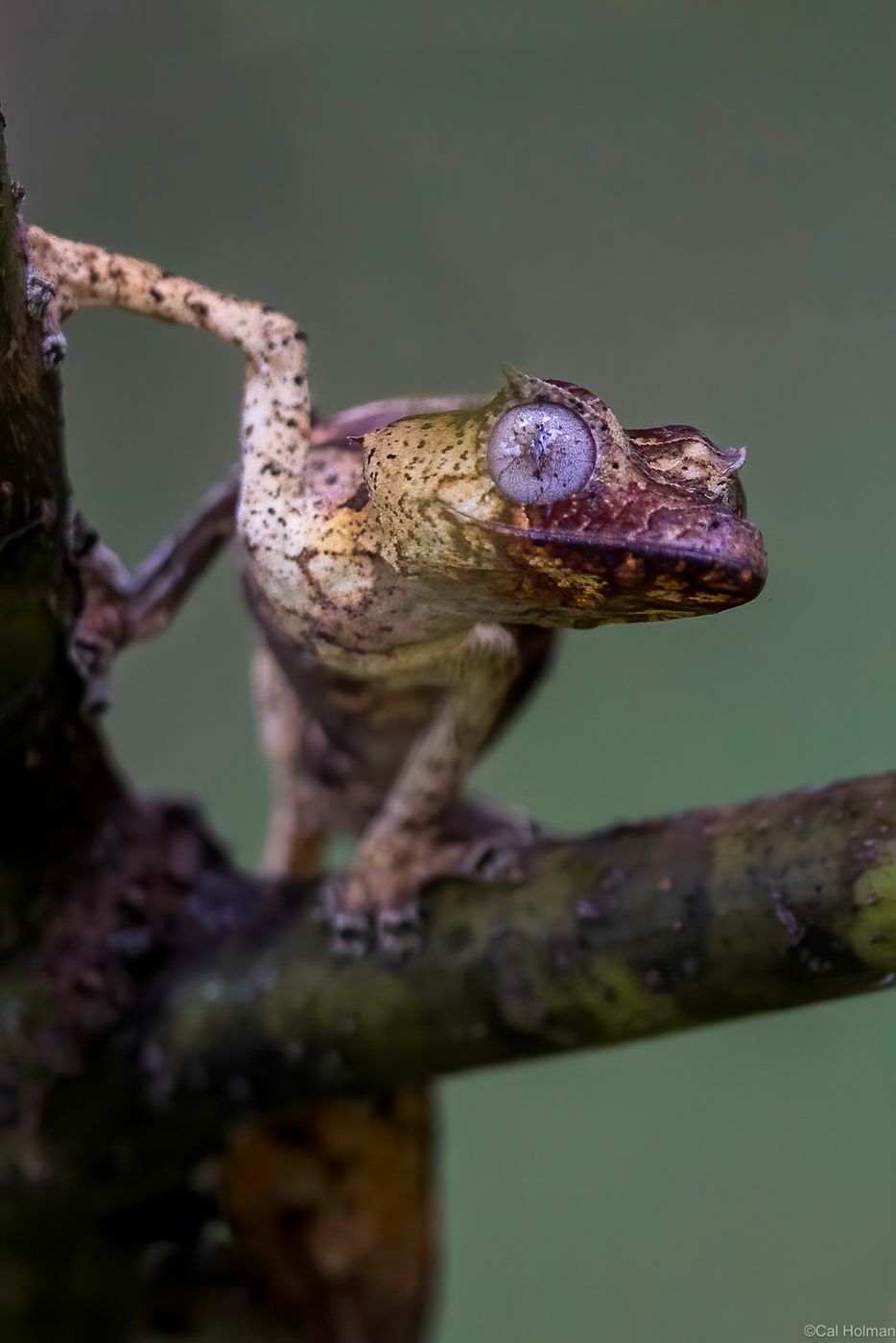 Peyrieras Reptile Reserve, Madagascar