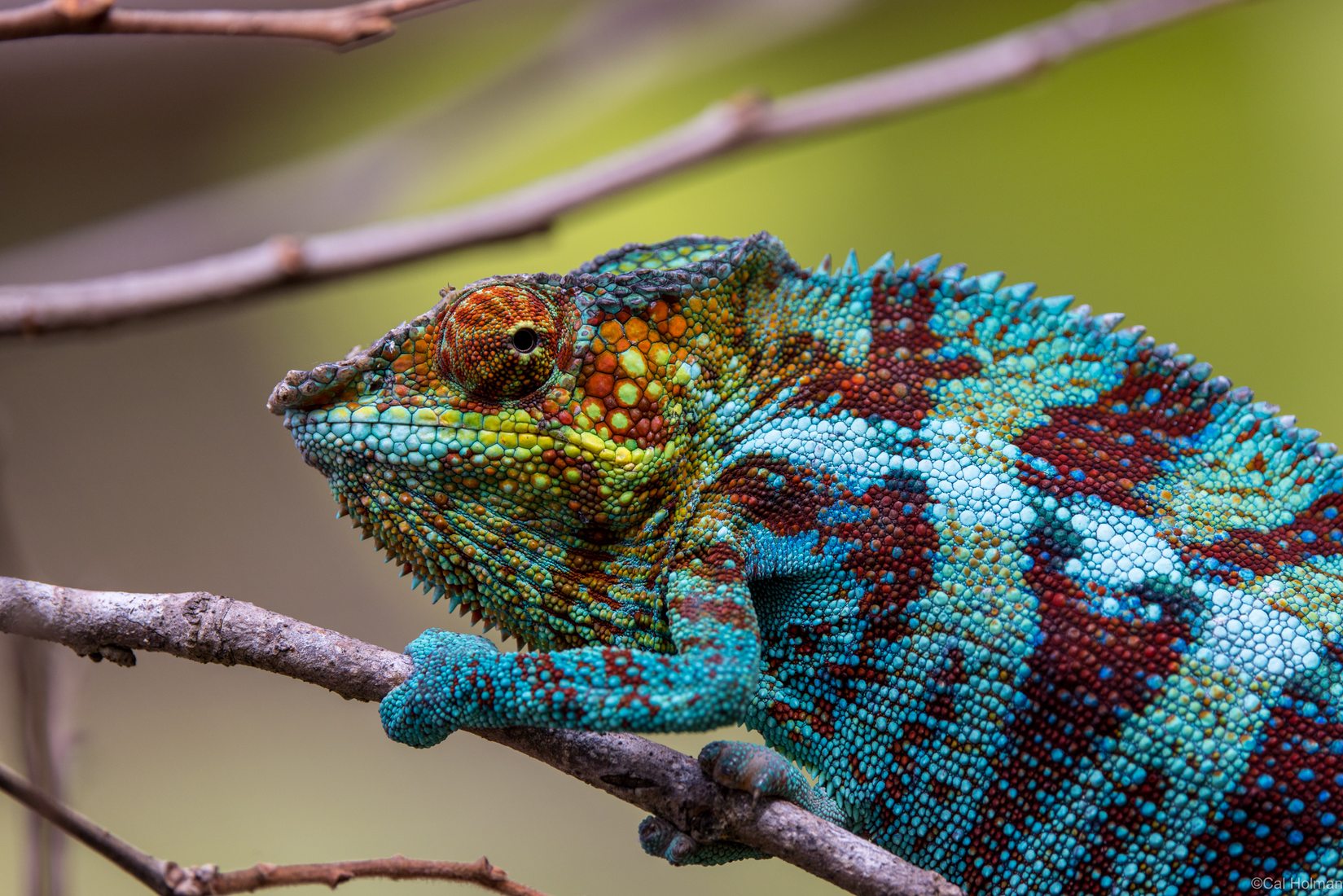 Peyrieras Reptile Reserve, Madagascar