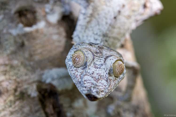 Peyrieras Reptile Reserve