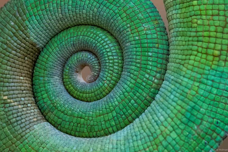Peyrieras Reptile Reserve