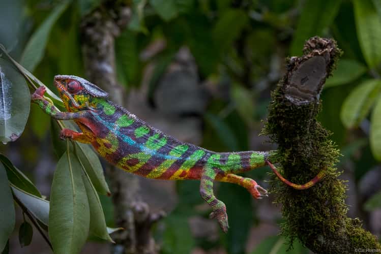 Peyrieras Reptile Reserve