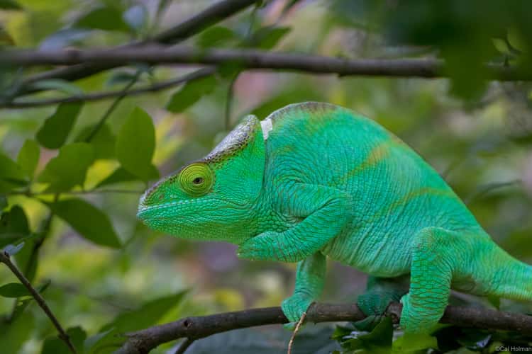 Peyrieras Reptile Reserve