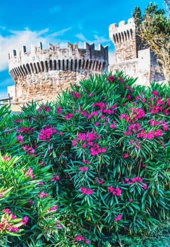 Populonia