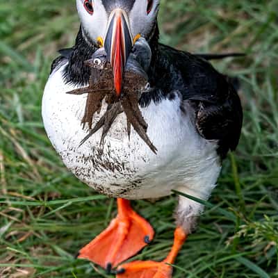 Puffin rock, Iceland