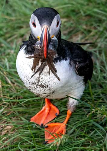 Puffin rock