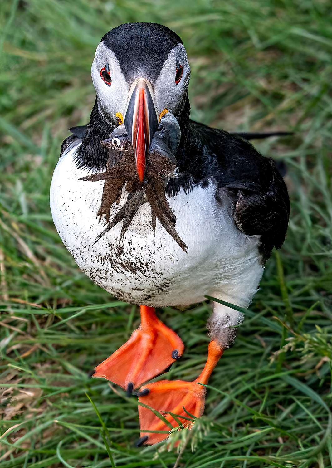 Puffin rock, Iceland