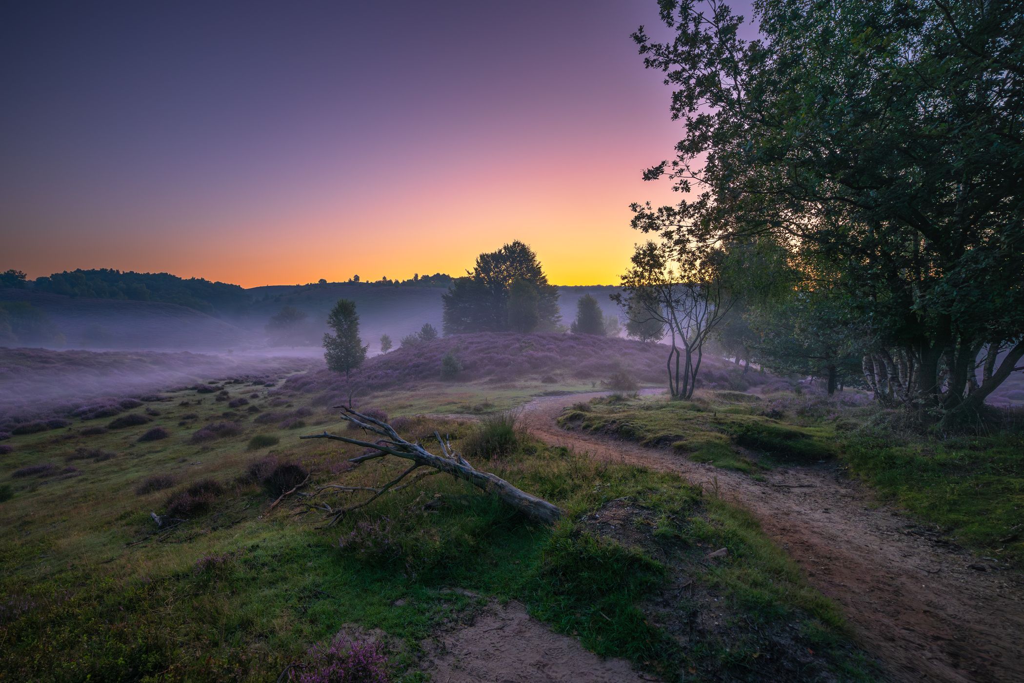 Purple Heather sunrise, Netherlands
