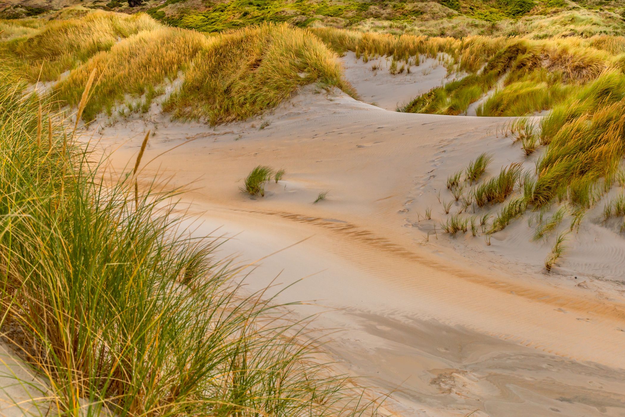 Sandfly Beach, New Zealand