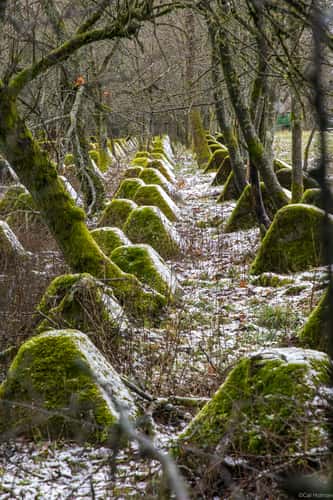 Siegfried Line