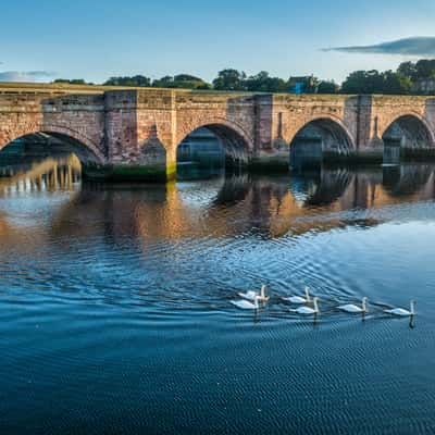 Swans,  bridge,  Berwick-Upon- Tweed,  England, United Kingdom