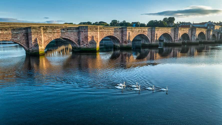 Swans,  bridge,  Berwick-Upon- Tweed,  England